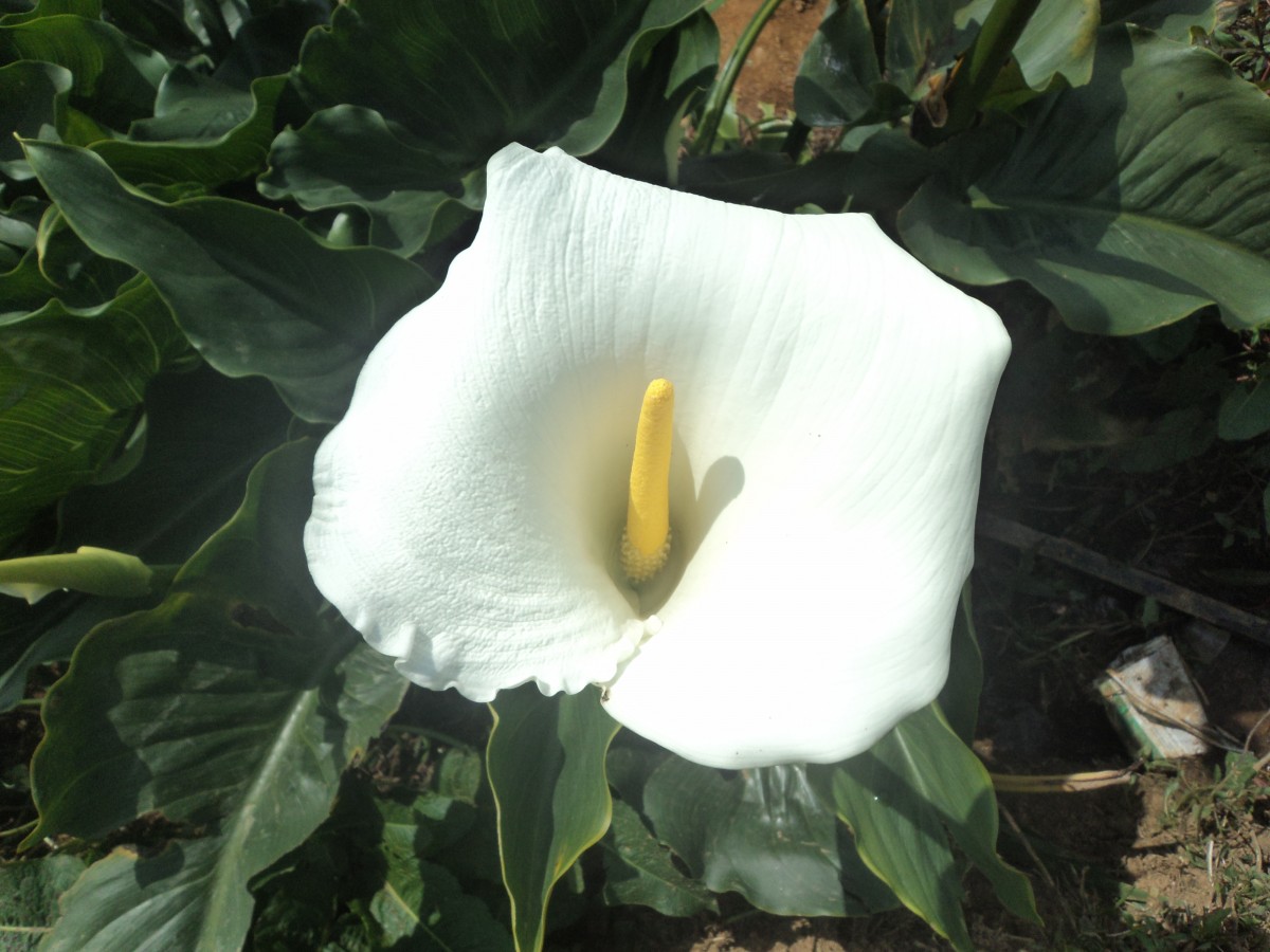 Zantedeschia